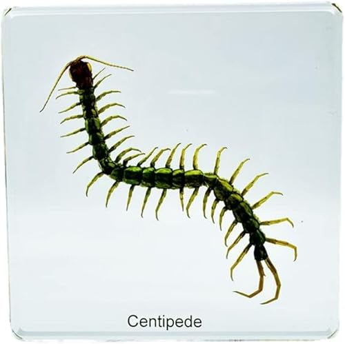 Insectos de resina, especímenes de insectos (mariposa, libélula, grillo, crisantemo, araña), preservación de resina, ámbar de resina para educación