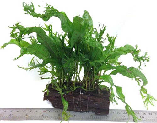 Dennerle Java Fern Growing on Bogwood Small bogwood 6" approx live ...