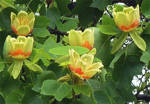 Tulip Poplar 2-3' in Height Live Plant