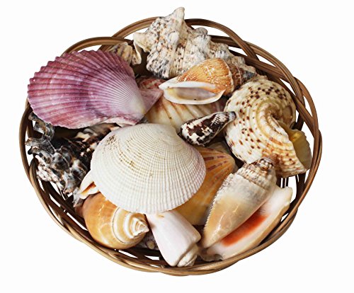 Homeshop3000 Surtido de Conchas Tropicales en una Cesta de Mimbre Decorativa