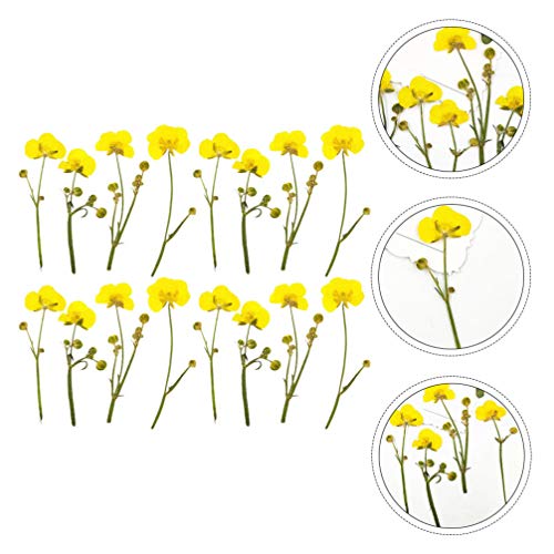 Flores secas prensadas de ranúnculo EXCEART para manualidades miniatura 2