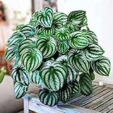 Saterkali Semillas de Peperomia Sandersii, 50 Unids/bolsa Semillas de Peperomia Sandersii Evergreen Lleno de Vitalidad Arraigada Fácil Planta Atractivas Semillas de Bonsai para Balcón Semillas de