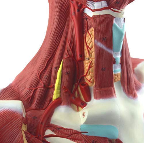 Model anatomiczny miednicy żeńskiej dla dorosłych - model kości ludzkiej model miednicy żeńskiej - medyczny szkielet dekoracja statuetka, modele medyczne i materiały edukacyjne