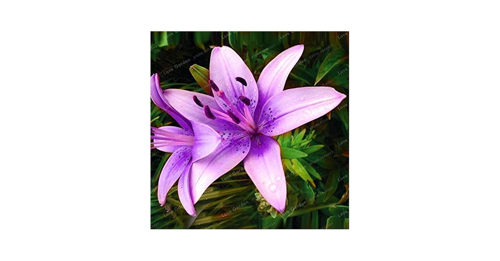 Lily Seeds Rare Lilium Brownii Flower Garden Plant Can