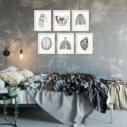 Bigwigprints Bigwig Prints - Anatomy Art, Anatomy Decor, Anatomy Wall Art thumb #5