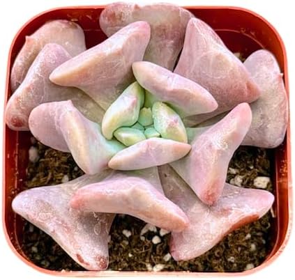 Miniatura 2 de Echeveria Cubic Frost - Plantas suculentas únicas de 2 pulgadas, plantas suculentas vivas para principiantes, plantas de interior de fácil cuidado