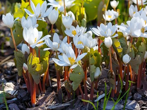 Bloodroot Live Plants for Growing - Healthy Rootstock - Sanguinaria Canadensis - Medicinal Plant (5 Plants)