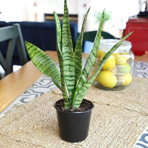Altman Plants Live Snake Plant (Zeylanica), Approx. 13" Tall, Virtually Indestructible Easy Succulent Houseplant, 4 in Pot - Thumbnail 6