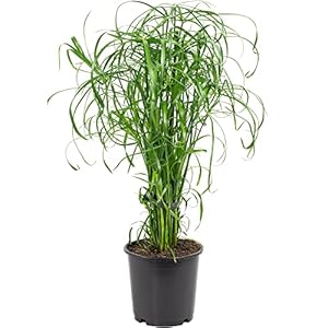 Zyperngras - pflegeleichte Zimmerpflanze, Cyperus alternifolius - Höhe ca. 60 cm, Topf-Ø 14 cm