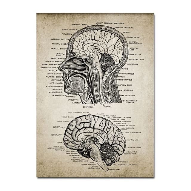  GatherTOOL 1 PC Human Head e Brain Anatomy Bilancio Brevetto Poster Vintage Stampa Neuroscienza Anatomia Umana Immagini della Parete Anatomia for Decorazioni for la casa Ufficio dottori