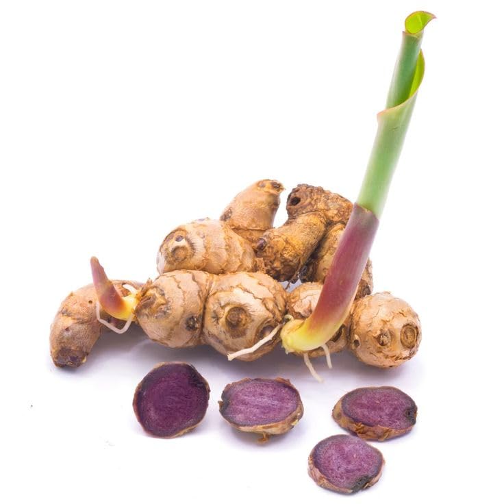 Live Thai Black Ginger Plant – Herb – 1 Healthy Plant-image-22