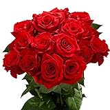 GlobalRose Fresh Cut Dark Red Roses - 50 (2 Bundles of 25) - Real Fresh Flowers Bouquet for Mother's Day, Birthday, Anniversary, Bridal Shower, or Home Decor - Flowers Delivery Gift