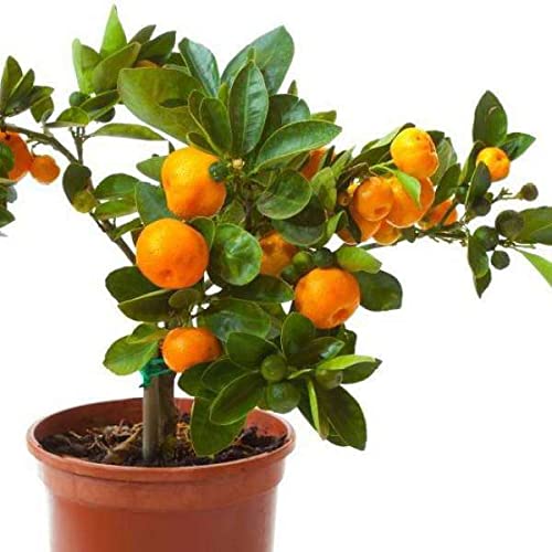 Mphmi Plants Fruits Orange limi Nagpur Grafted Fruit Plant (B0917RWTB4) Amazon Price History, Amazon Price Tracker