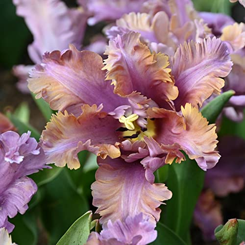 Bulbi da Fiore : 30 Tulipani mix 3 colori - SIRENETTA INNAMORATA - Fioritura primaverile - Image 4