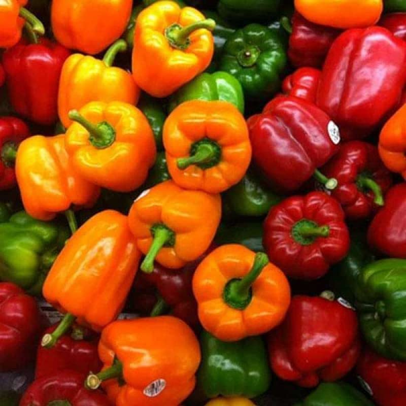 Organic Capsicum Mix Color, Bell Pepper Misticanza - Vegetable Seeds - 50+ Seeds (B0B2FD13YD) Amazon Price History, Amazon Price Tracker