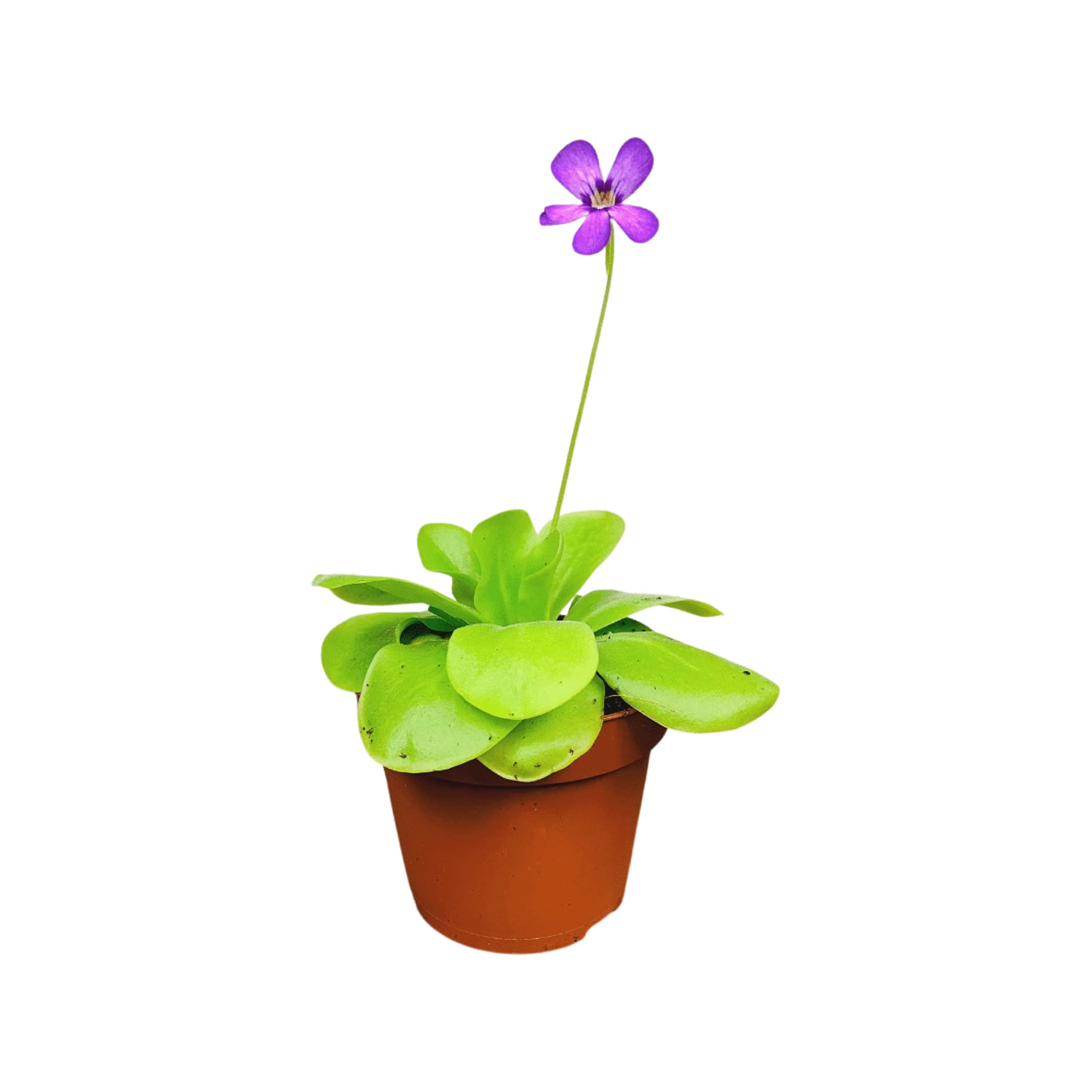 Buy Butterwort Pinguicula with Light Green Leaves and Purple Flowers