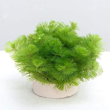 Amazon 水草 メダカ 金魚藻 ハニカムシェルター カボンバ ミニ 1個 北海道航空便要保温 Charm チャーム 生体水草 通販 Amazon 水草 メダカ 金魚藻 ハニカムシェルター カボンバ ミニ 1個 北海道航空便要保温 Charm チャーム 生体水草 通販