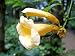 Trumpet Vine 15 Seeds - Campsis radicans