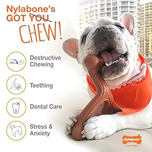 Nylabonepowerchewalternativebullyrawhidecomboringbullybullystickmediumwolf1count Urban Country Home Decor Nylabone power chew alternative bully rawhide combo ring bully bully stick mediumwolf 1 count urban country home decor