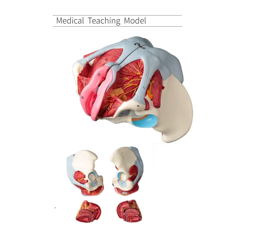 人体模型 骨盤模型　女性　子宮 解剖学的詳細 人体模型 骨盤模型 女性 子宮 解剖学的詳細 Amazon.co.jp: Ynaioang