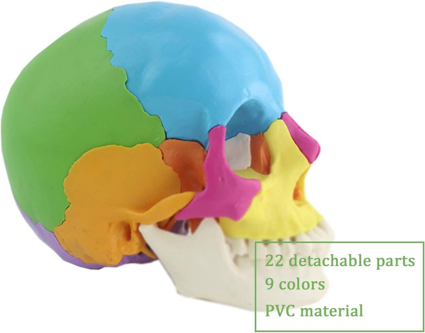 Cranio Modell 1: 1 Farbiges Menschliches Schädelmodell, Anatomisch, In 22 Teile Zerlegbar, Für Schulungszwecke Oder Als Dekoration Für Halloween-Partys.