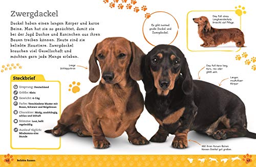 Alles über deinen Hund: So sorgst du für dein Lieblingstier. Mit Steckbriefen beliebter Hunderassen und Quiz (Mein Haustier)