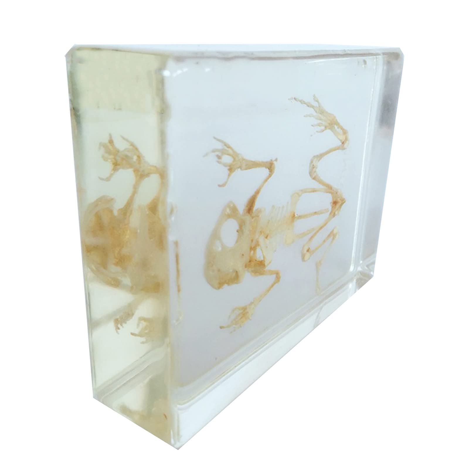 Human Body Model,Human Skeleton Model,Frog Specimen - Real Real Toad Animal Specimen Model - For Desk Paperweight,Science Education Teaching,Lab Suppplies (B)