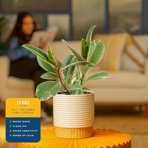 Image of Costa Farms Ficus Tineke Live Plant in Decorative Pot, Indoor Houseplant, Perfect for Home, Room, or Office Decor, Great House Warming or Birthday Gift, 12-18 Inches Tall