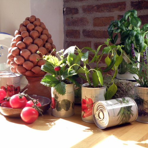 MacFlowers® | Kleines Anzuchtset mit Erdbeeren | Nachhaltiges Geschenkset mit Einer Sorte Samen in süßer instant gardening Blumendose