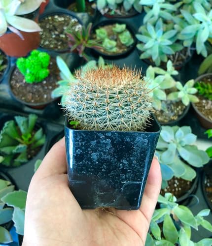 Mammillaria standleyi Cactus - Large - Live Plant - Purplish-Red