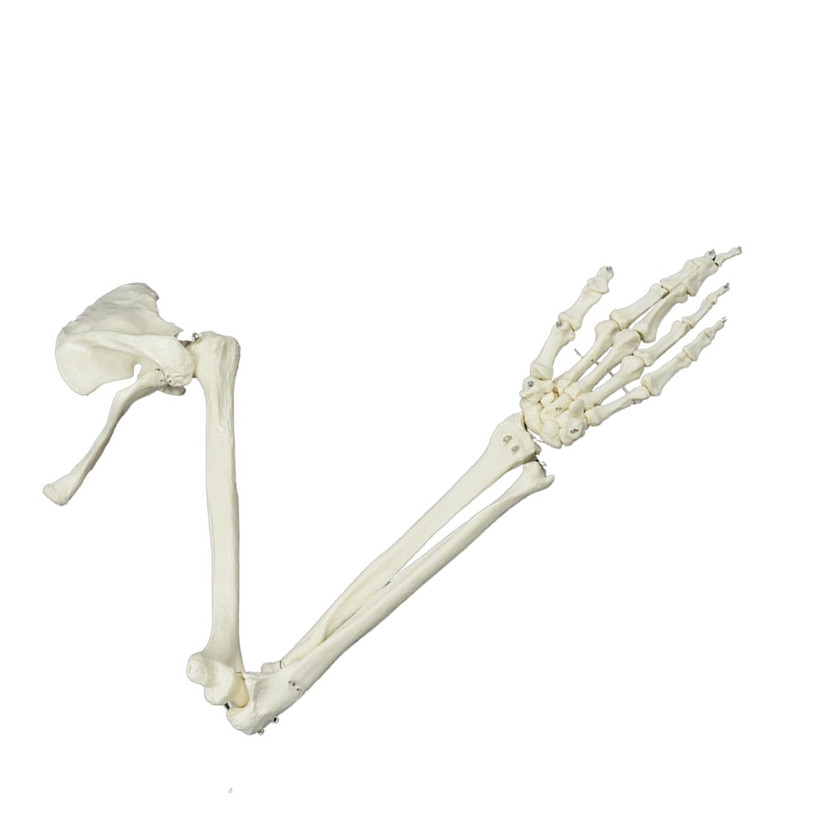 Modelo De Esqueleto De Brazo, Estudio Anatómico Humano De Tamaño Natural Estudio De Articulación Humana De Tamaño Natural