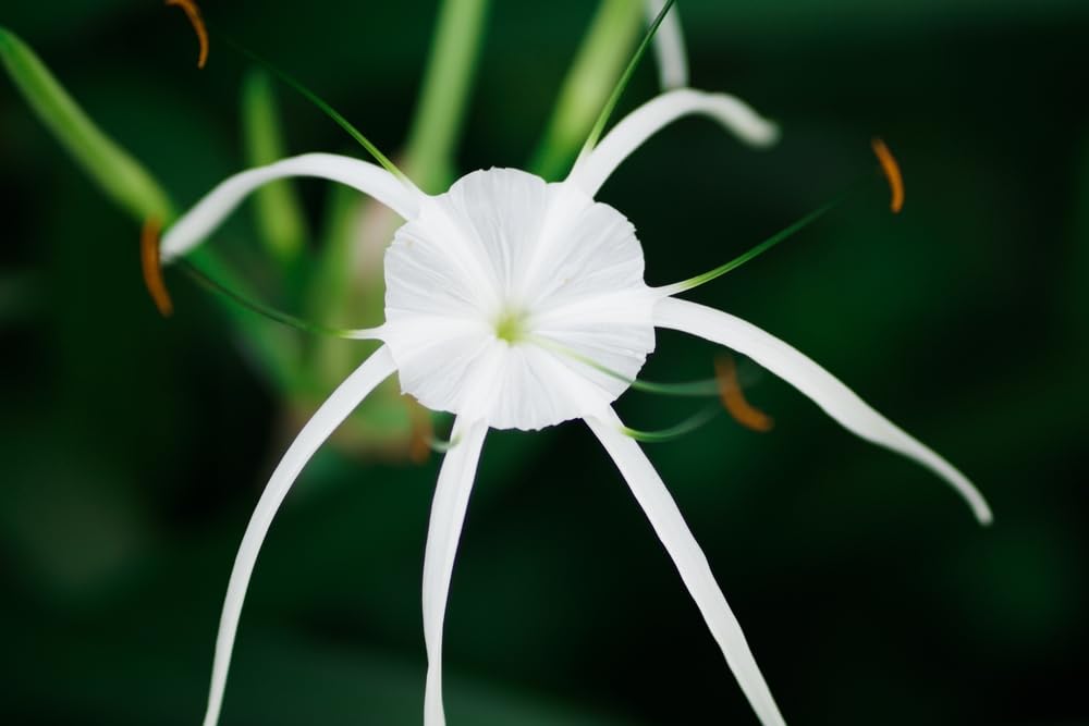 Amazon.com : Beach Spider Lily Bulb  Hymenocallis littoralis  Coastal  Beauty with White Exotic Blooms (3 Bulbs) : Patio, Lawn & Garden