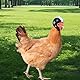 XYTAHDM 4 Stück Hühnerhelm Kopfbedeckung, Hühnerhelm Kunststoff Huhn Helm Haustier Helm Helm Für Huhn Haustierschutzhelm Entzückender Helm Für Huhn Ente Vogel