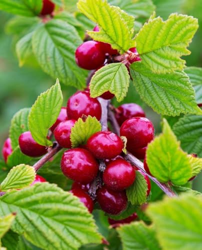 Planta de cerezo de NANCHINO 'Prunus Tomentosa' - en maceta Ø 22 cm - H. 70/80 cm