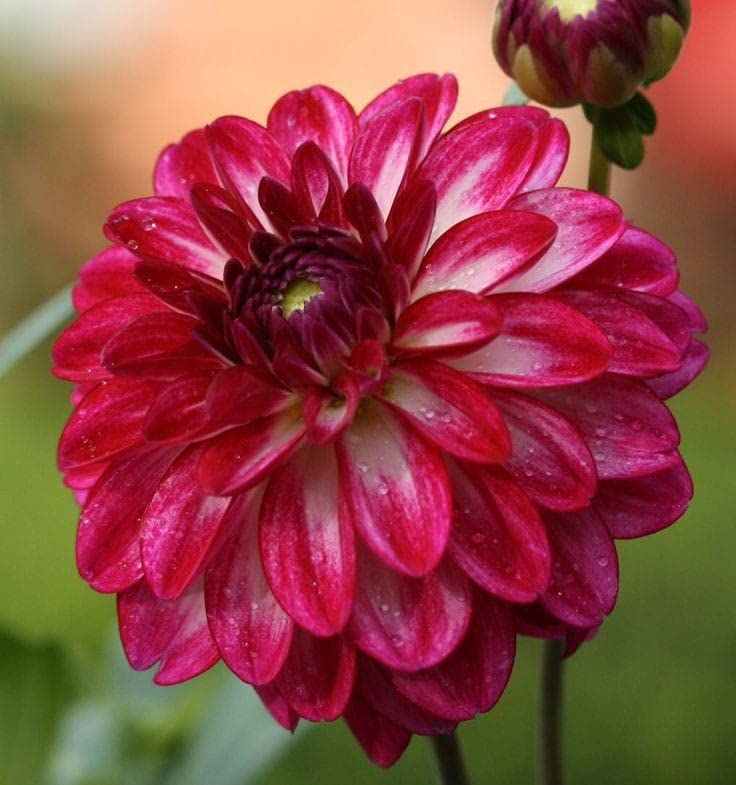 Radha Krishna Agriculture® Imported Dahlia Flower Bulbs Maroon color | Fragrant Flowers Planting Bulb For all season Outdoor And Indoor Gardening Pack of 6 (B0BTPTZY3F) Amazon Price History, Amazon Price Tracker
