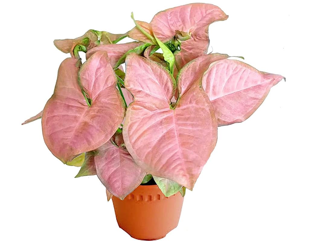 Soil Savers Syngonium Pink Plant - Stunning Indoor Plant for Beginners & Plant Lovers