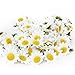 Butterme 100pcs künstliche Gänseblümchen Blumen Köpfe Real Touch künstliche Blumen für DIY Hochzeit Home Decor (Weiß)