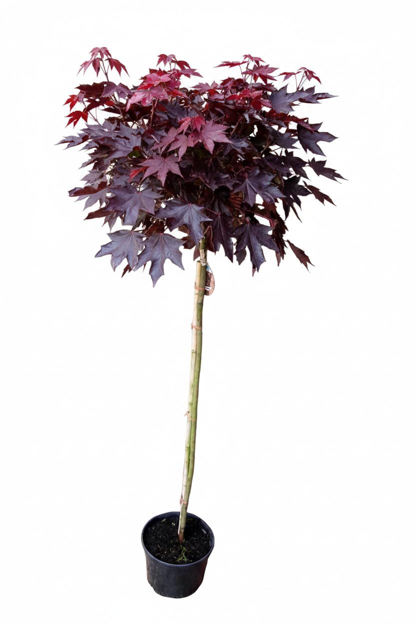 Kugelahorn rot, Acer platanoides Crimson Sentry, rote Blätter, Höhe: 180-190 cm