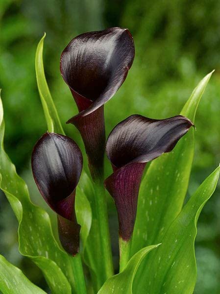 Ritz Farming Calla Lily Bulbs,Balcony-Potted Decoration,Wedding Decoration,Stunning Flowers (Black Pack of 1 Calla Lilly) (B09TSYFMXH) Amazon Price History, Amazon Price Tracker