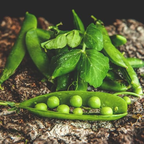 semi di pisello - vecchie varietà pisello, biologici da giardino rampicanti resistenti 15pcs