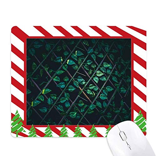 Photo nature tapis de souris canne de Noël pour le bureau à la maison