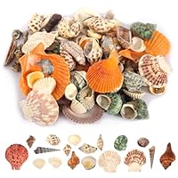 Muscheln Gemischt 500g Muscheln Deko Natürliche Muscheln de Verschiedene Größen, Perfekt für Party Hochzeit Dekor, DIY Kunsthandwerk