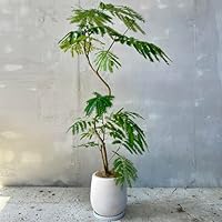 Amazon｜SUZUHA エバーフレッシュ 観葉植物 本物 曲がり仕立て 7号