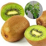 Luojuny Semillas de plantas jugosas, 1 bolsa Semillas de frutas No OGM Semillas de plantas jugosas pequeñas de frutas gigantes para jardín semillas de kiwi