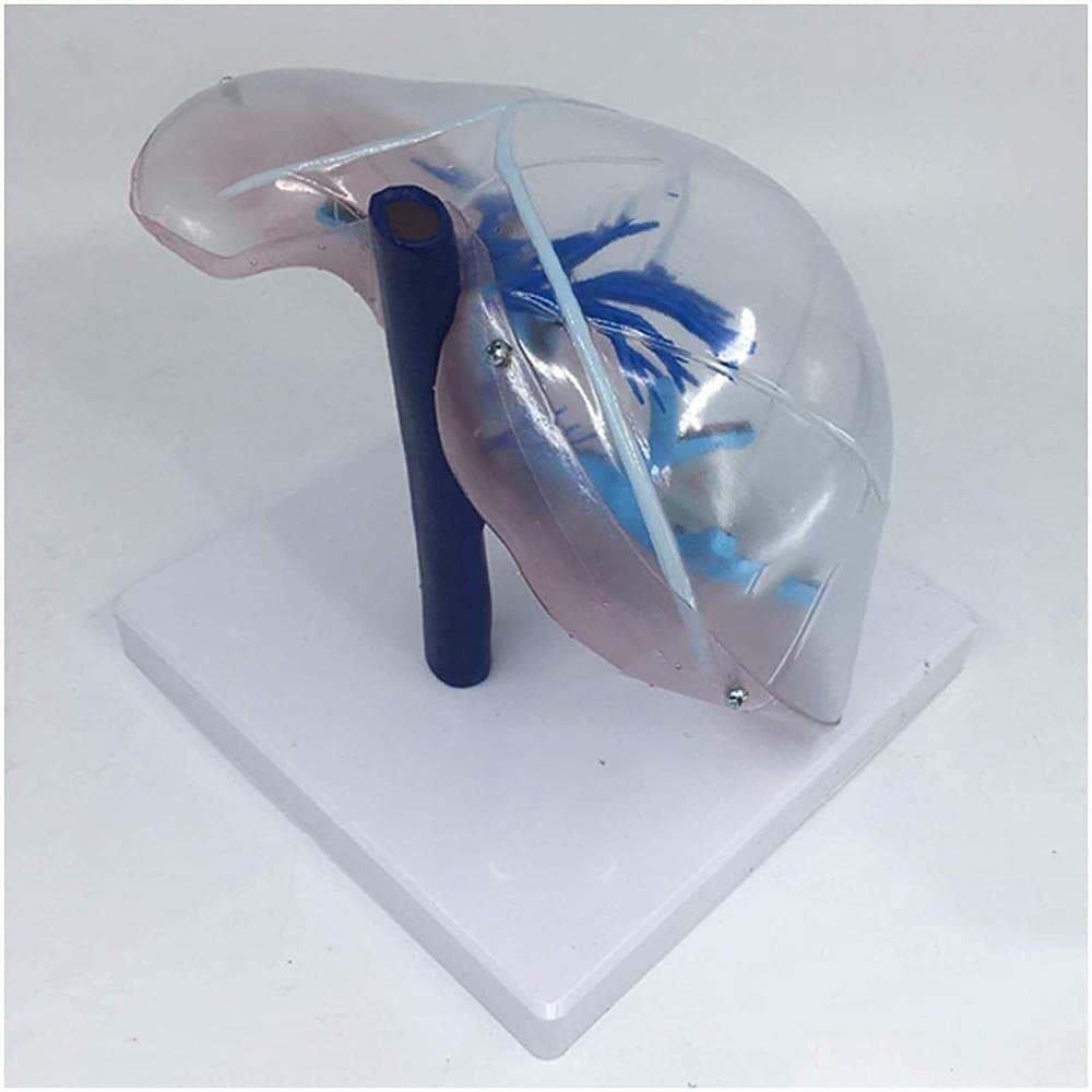 Modèle De Squelette De Foie De Taille Naturelle Humain Modèle Anatomique De Foie Simulation D'organe Modèle De Foie Outil De Visualisation D'anatomie Médicale