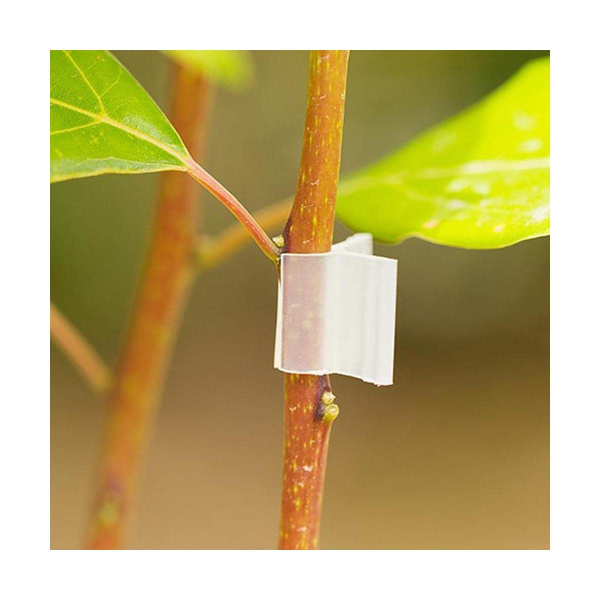 90 Clip E Fascette Per Piante - Supporto Per Pomodori, Vegetali Rampicanti - Foto 11