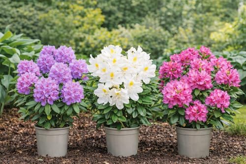 3er-Set Rhododendron/Alpenrose Lila Rosa & Weiß Immergrüne winterharte Blühsträucher Zierpflanzen für Garten Beet Balkon & Kübel pflegeleicht Höhe inkl. Topf 15-20 cm