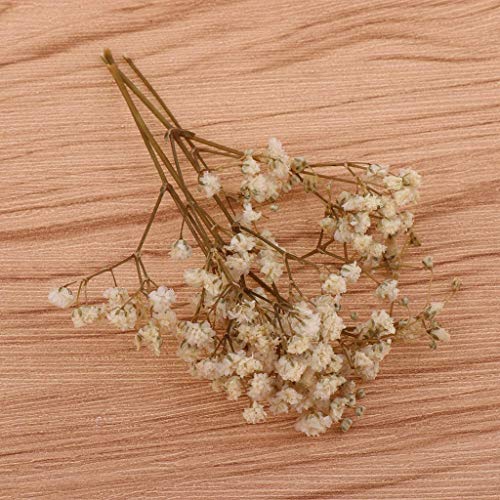 Flores y Hojas Secas para Manualidades - Blanco miniatura 6