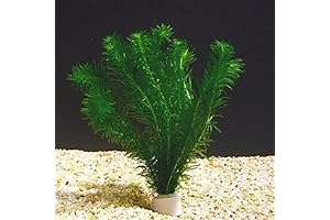 Aquatic Anacharis Densa Plant for Oxygenation and Science Lessons