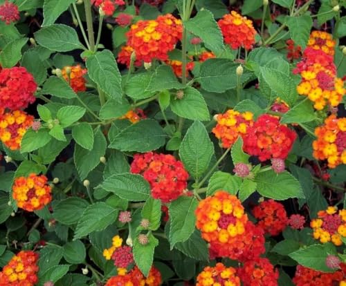 Image of Red Lantana Live Plant with Pot | Hardy Long Blooming Flowering Shrub | Vibrant Ornamental Outdoor Plant for Home Garden Balcony Terrace Landscape Butterfly Garden Decor | Pack of 1
